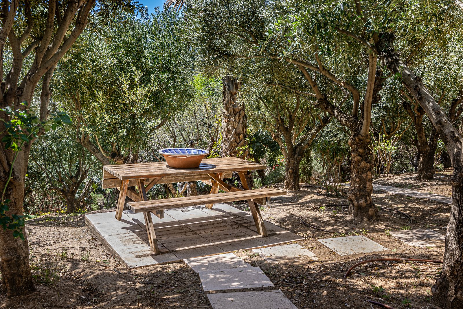 Wooden picnic table with a blue and white bowl in the olive grove